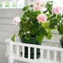 FLOWER TABLE ELLEN WHITE CARLSHAGA FLOWER TABLE ELLEN WHITE CARLSHAGA